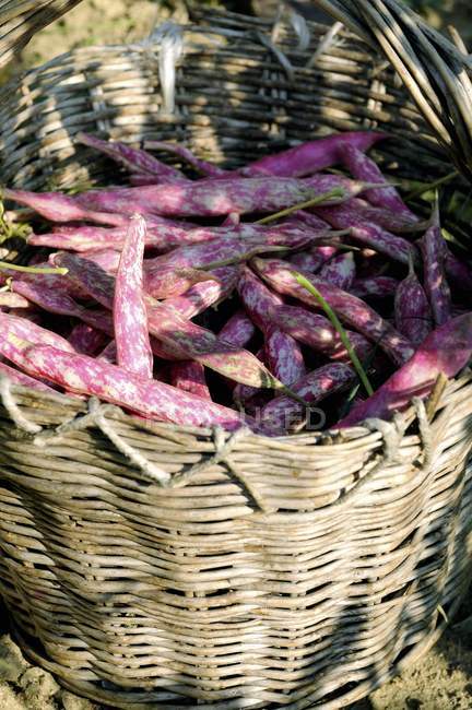 Fresh picked borlotti beans — Stock Photo
