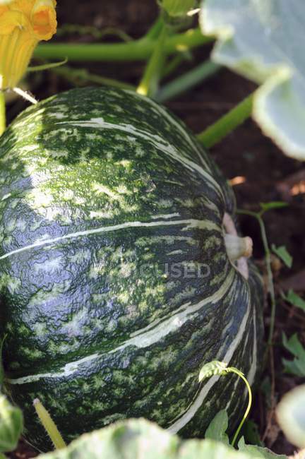 Green squash on plant — Stock Photo