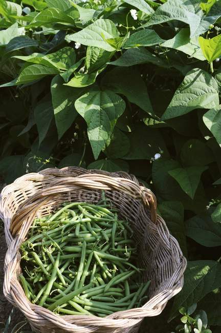 Judías verdes frescas recogidas - foto de stock