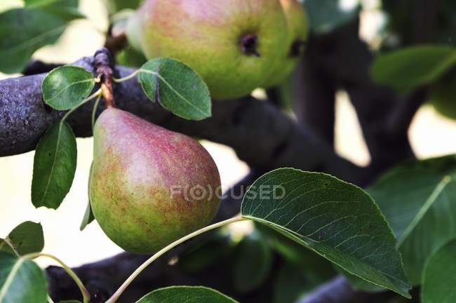 Bunch of red Pears — Stock Photo