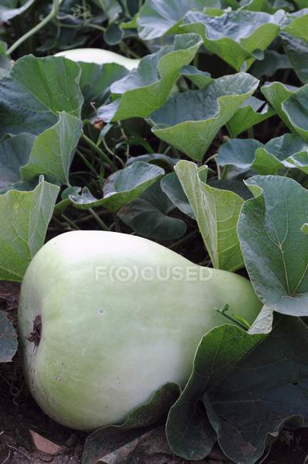 Zucca verde sulla pianta — Foto stock