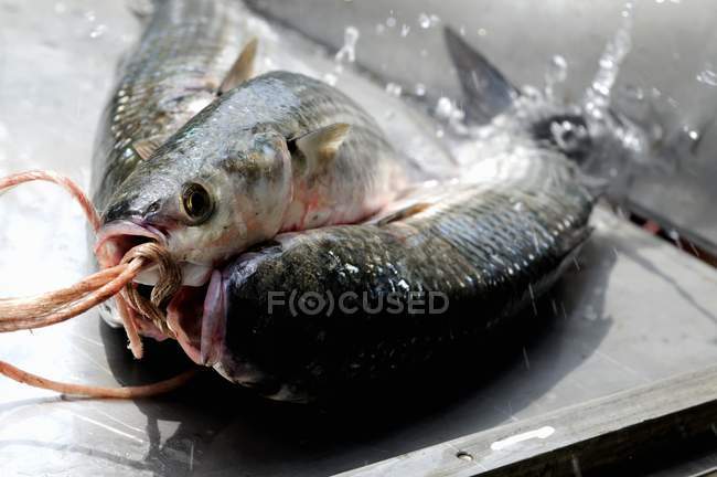 Triglia appena pescata su vassoio di metallo — Foto stock