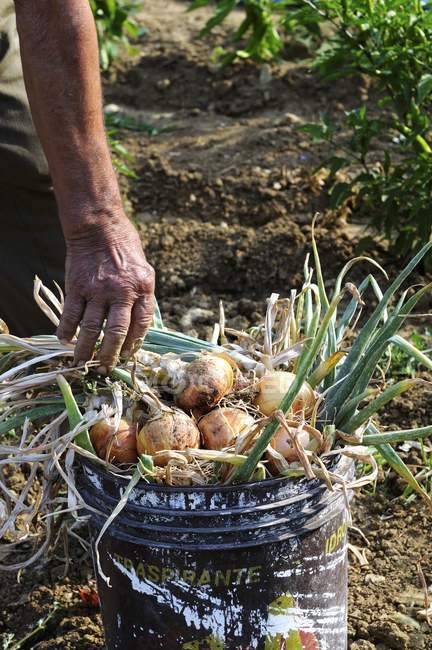 Freshly harvested onions — Stock Photo