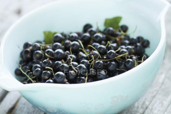 Bowl of fresh picked blackcurrants — Stock Photo