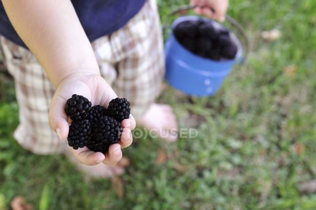 Child holding handful of blackberries — Stock Photo