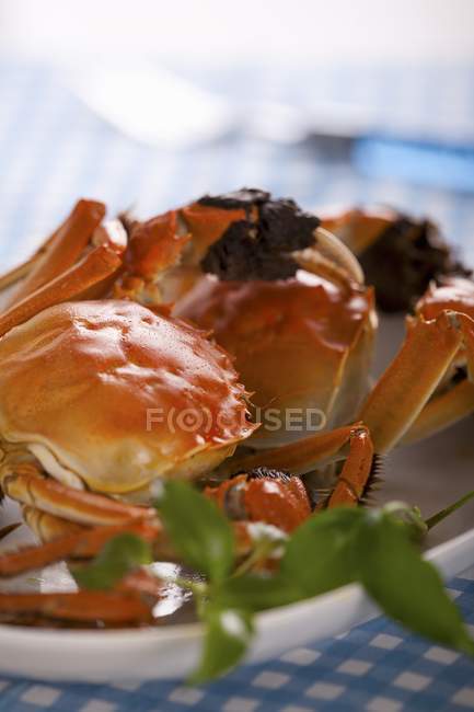 Vue rapprochée de crabes farcis avec de l'herbe sur la plaque — Photo de stock