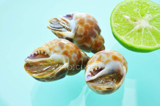 Primo piano vista di lumache marine con calce — Foto stock