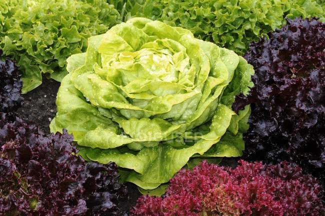 Lettuce in salad bed — Stock Photo