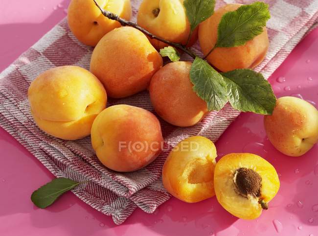 Fresh picked apricots with leaves — Stock Photo