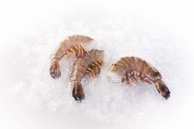 Crevettes tigrées noires crues — Photo de stock
