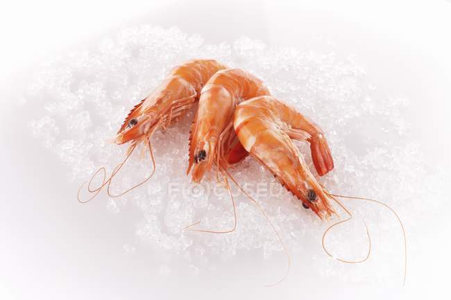 Steamed prawns on ice — Stock Photo
