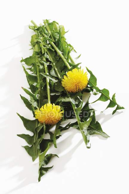 Löwenzahnblätter und Blüten auf weißer Oberfläche — Stockfoto