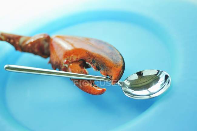 Вид крупным планом на коготь омара, держащего ложку на голубой тарелке — стоковое фото