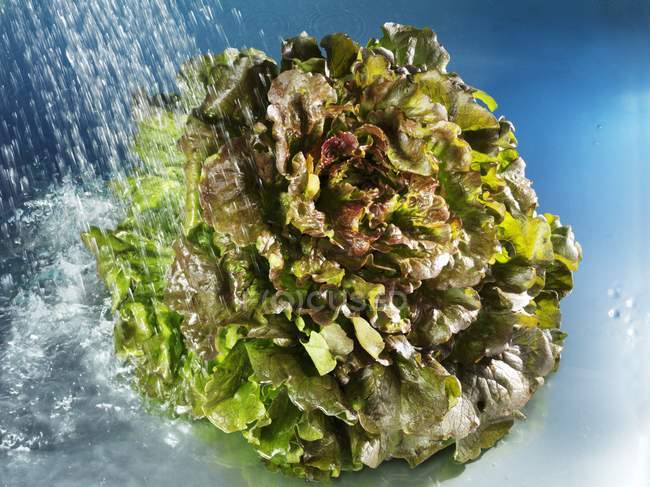 Fresh Batavia lettuce — Stock Photo