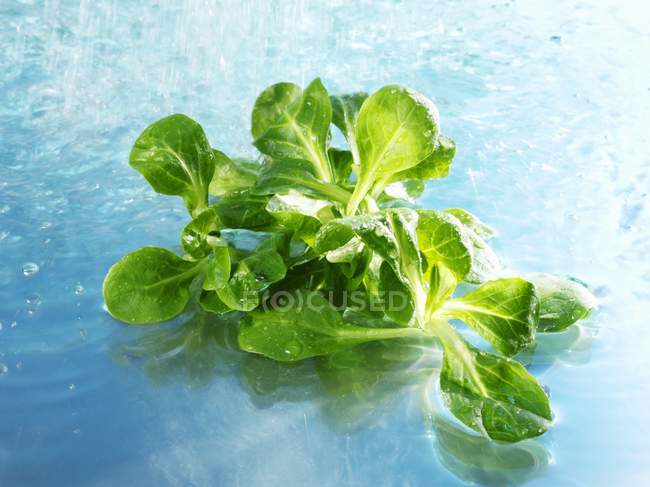 Corn salad in water — Stock Photo