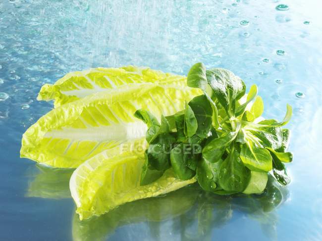 Кукурузный салат и романский салат — стоковое фото