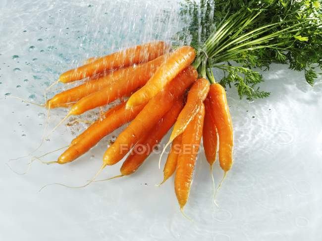 Bunch of carrots with water — Stock Photo