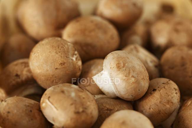 Cogumelos castanhos, close-up — Fotografia de Stock