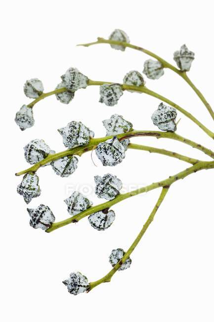 Крупним планом вид на евкаліптові бруньки на зеленій гілці — стокове фото