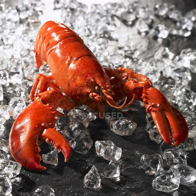 Closeup view of one red cooked lobster in ice on black surface — Stock Photo