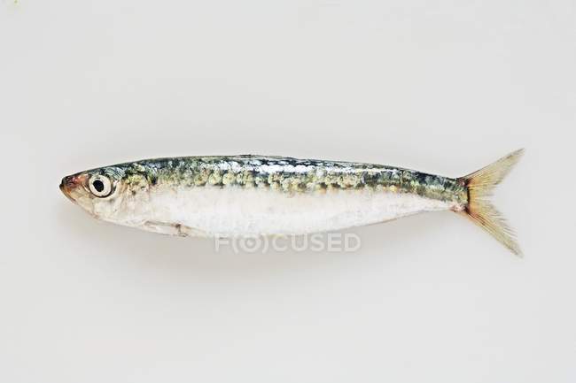 Fresh raw sardine — Stock Photo
