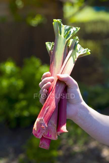 Main humaine tenant la rhubarbe — Photo de stock