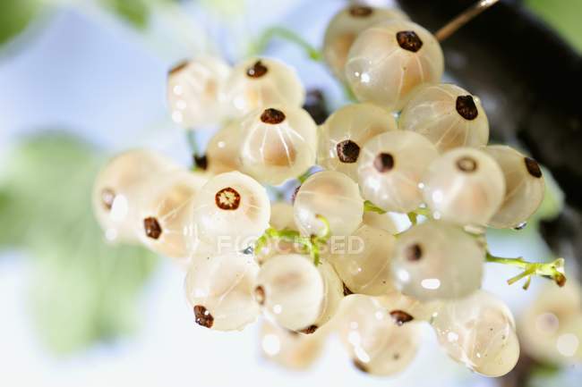 Reife weiße Johannisbeeren auf Pflanze — Stockfoto