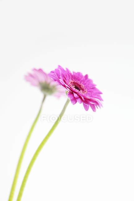 Closeup view of two pink gerberas on white background — Stock Photo