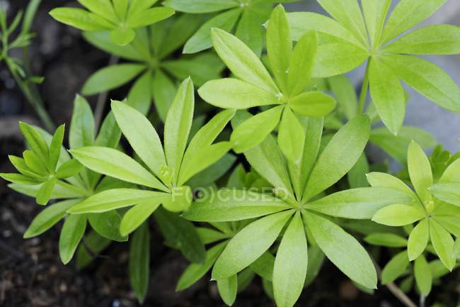 Vue rapprochée de plantes fraîches de Woodruff vert — Photo de stock