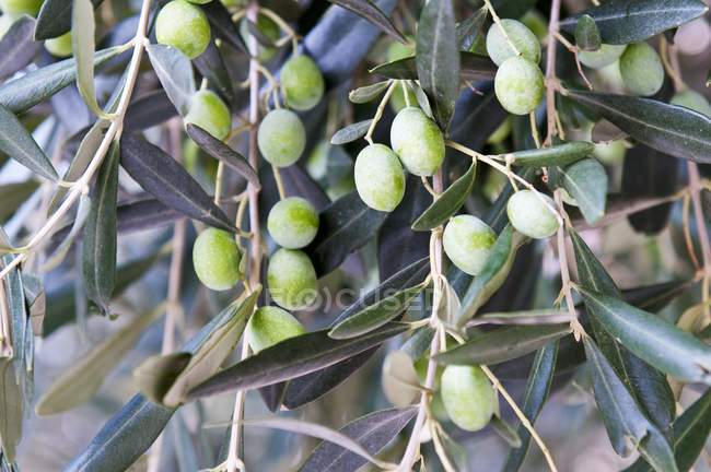 Оливки, растущие на дереве — стоковое фото