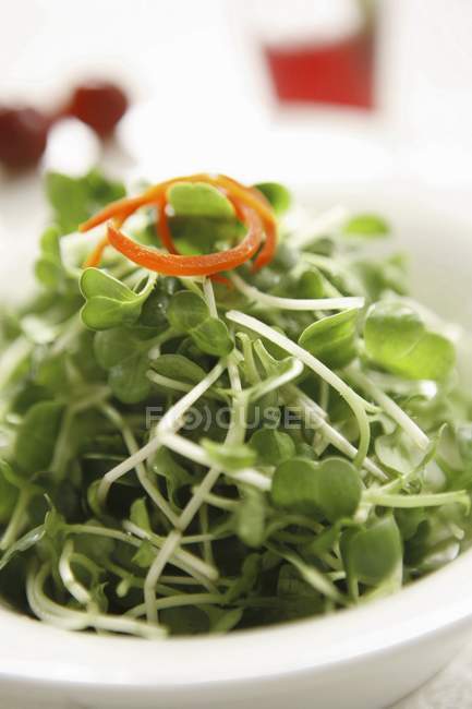 Closeup view of salad with green vegetable shoots — Stock Photo