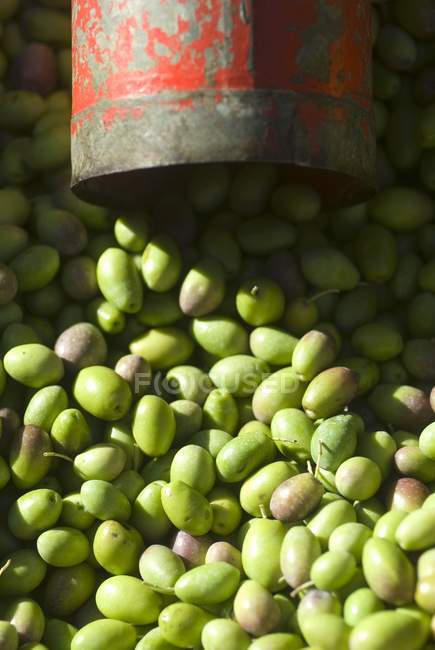 Haufen grüner Oliven — Stockfoto