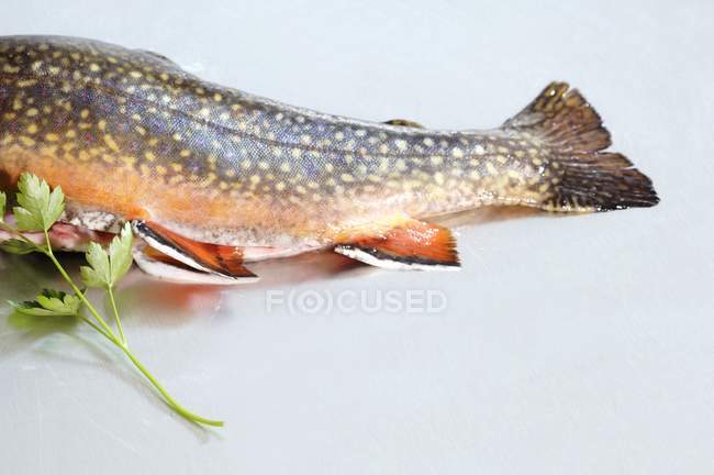 Trucha de salmón y perejil - foto de stock