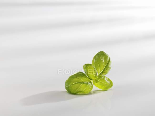 Feuilles de basilic vert frais — Photo de stock
