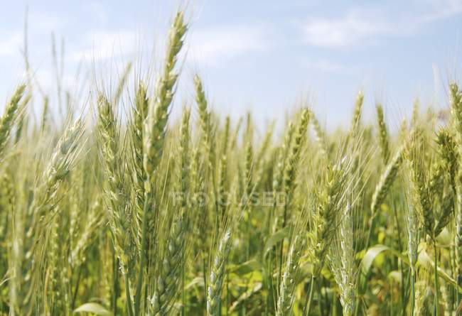 Дневной вид колосьев пшеницы в поле — стоковое фото