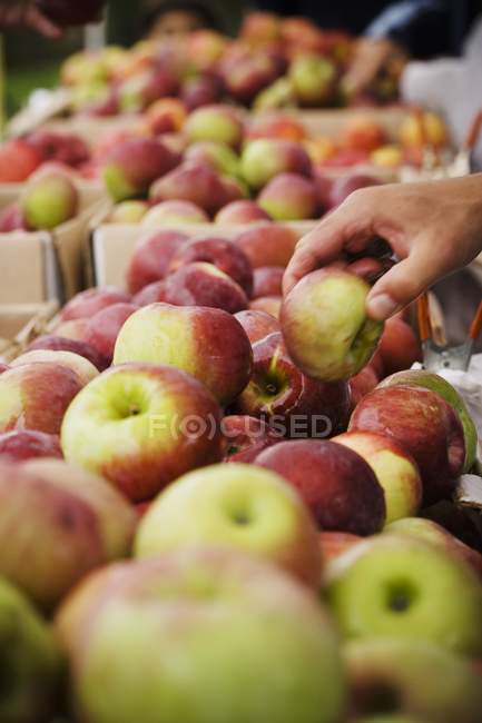 Mano masculina selección de manzana - foto de stock