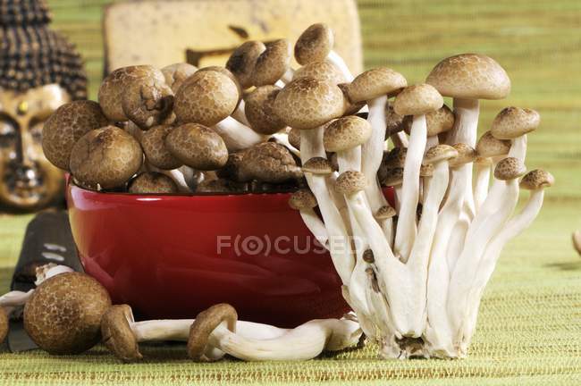Brown beech mushrooms — Stock Photo