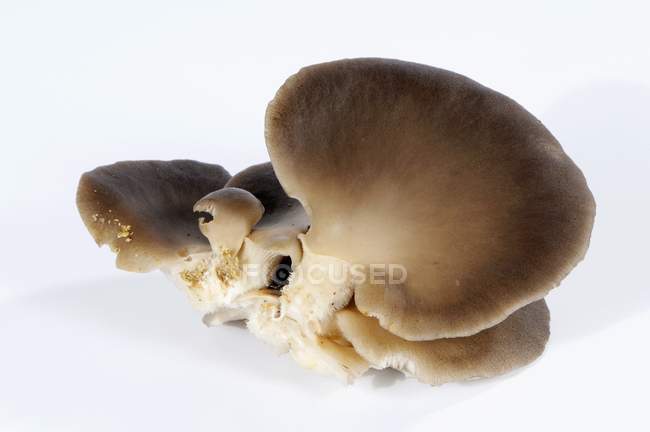 Frische Austernpilze — Stockfoto