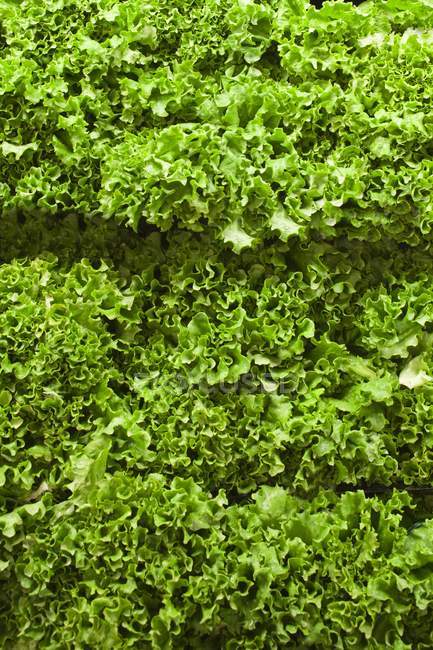 Зеленый листовой салат — стоковое фото