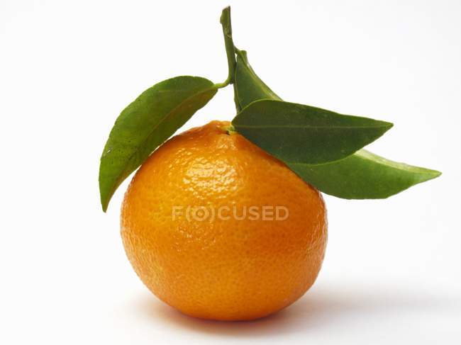 Mandarina naranja con hojas - foto de stock