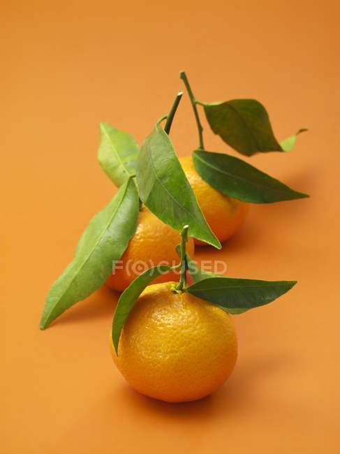 Mandarinas frescas con hojas - foto de stock