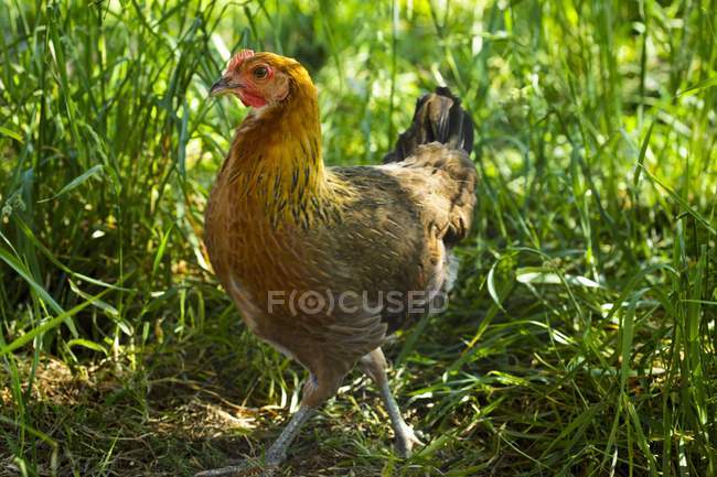 Дневной вид на курицу, гуляющую в зеленой траве — стоковое фото