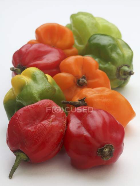 Colourful Scotch Bonnet chilli peppers — Stock Photo