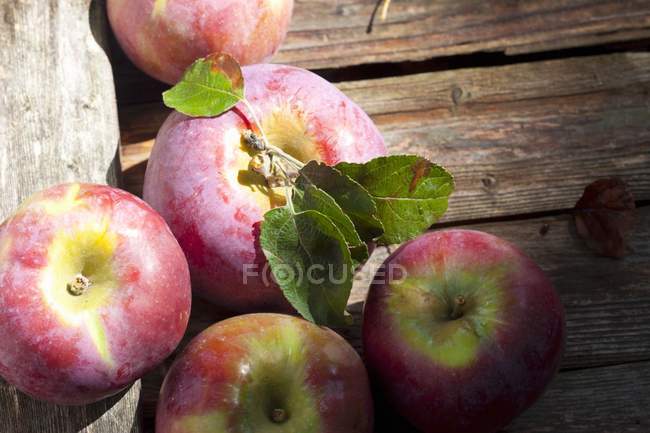 Pommes fraîches cueillies verger — Photo de stock