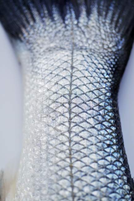 Свіжий сирого fishtail — стокове фото