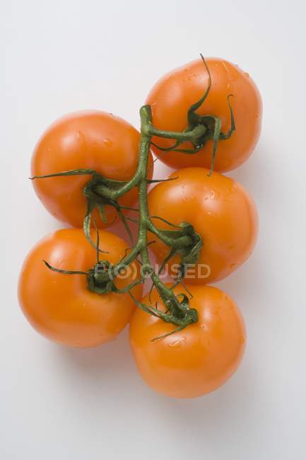 Yellow vine tomatoes — Stock Photo