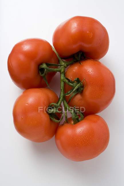 Tomaten mit Wassertropfen — Stockfoto