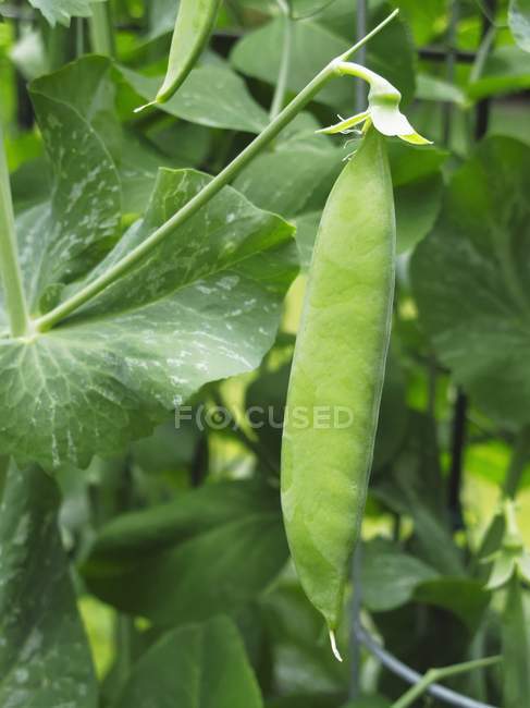 Зеленый сырой peapod на растении на открытом воздухе в дневное время — стоковое фото