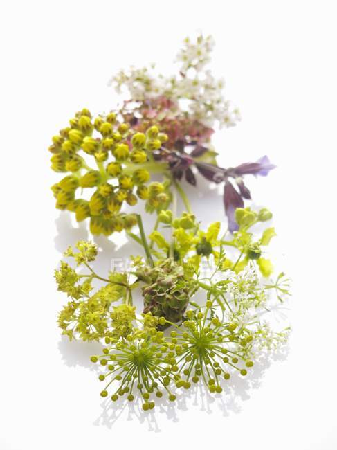 Primo piano vista di fiori di erbe selvatiche sulla superficie bianca — Foto stock