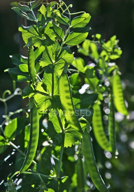 Una planta de guisantes a la luz del sol al aire libre durante el día - foto de stock